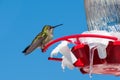 Anna`s Hummingbird sitting on a garden feeder Royalty Free Stock Photo