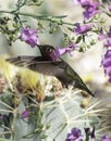 Anna's Hummingbird