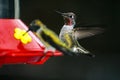 Anna's hummingbirds perched on a red feeder