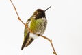 Anna`s Hummingbird perched on a thin branch in winter