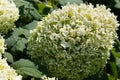 Annabelle Hydrangea Arborescens Flowers Royalty Free Stock Photo