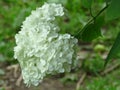 Annabelle Hydrangea. White garden bush blooming in summer. Robust white blooms and green leaves.