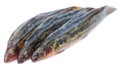 Annaldale Loach or gutum fish of Bangladesh Royalty Free Stock Photo