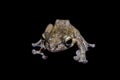 Annam flying frog, Rhacophorus annamensis, on black