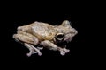 Annam flying frog, Rhacophorus annamensis, on black