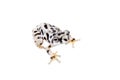 Annam flying frog, Rhacophorus annamensis, on white