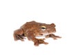 Annam flying frog, Rhacophorus annamensis, on white