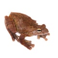 Annam flying frog, Rhacophorus annamensis, on white