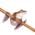 Annam flying frog, Rhacophorus annamensis, on white