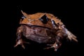 Annam spadefoot toad on black Royalty Free Stock Photo