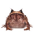 Annam spadefoot toad on white Royalty Free Stock Photo