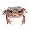 Annam spadefoot toad on white Royalty Free Stock Photo