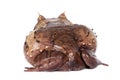 Annam spadefoot toad on white Royalty Free Stock Photo