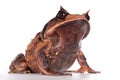 Annam spadefoot toad on white Royalty Free Stock Photo