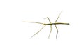 Annam Stick Insect. Annam Walking Stick. Royalty Free Stock Photo