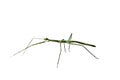 Annam Stick Insect. Annam Walking Stick. Royalty Free Stock Photo