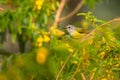 Annam Sunbird, Aethopyga gouldiae annamensis, Vietnam