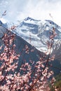 Annapurna II 2 with flowering apricot tree