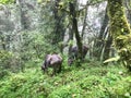 Annupurna trekking region, wild buffalo grazing beside the walking path