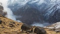 Annapurna region, Nepal - November 10, 2018: Porters walk the track ABC to Machhapuchhre Base Camp, Himalaya, Nepal Royalty Free Stock Photo