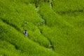 Annapurna sanctuary village farmland Royalty Free Stock Photo