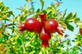 annar fruits close up view,pomegranate fruits close up view,beautiful raw pomegranate small fruits,India pomegranate fruits