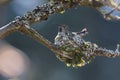 Annas Hummingbird breeding Royalty Free Stock Photo