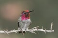 Annas Hummingbird (Calypte anna)