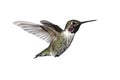 Annas Hummingbird (Calypte anna)