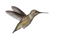 Annas Hummingbird (Calypte anna) Royalty Free Stock Photo