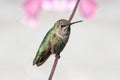 Annas Hummingbird (Calypte anna)