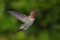 Annas Hummingbird (Calypte anna)