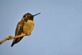 Annas Hummingbird (Calypte Anna)