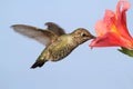 Annas Hummingbird (Calypte anna) Royalty Free Stock Photo