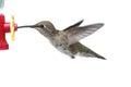 Annas Hummingbird (Calypte anna) Royalty Free Stock Photo