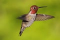 Annas Hummingbird (Calypte anna) Royalty Free Stock Photo