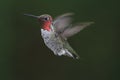 Annas Hummingbird (Calypte anna)