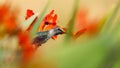 Annas Hummingbird deep among the flowers of a crocosmia plant in the Pacific Northwest Royalty Free Stock Photo