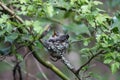 Annas Hummingbird Feeds Chick Royalty Free Stock Photo