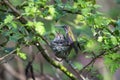 Annas Hummingbird Feeds Chick Royalty Free Stock Photo