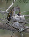 annas hummingbird female feeding infant baby in nest, pismo beach, california