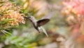 Annas Hummingbird female or immature hovering and feeding on Banksia flower.