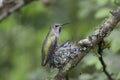 Annas hummingbird nest Royalty Free Stock Photo