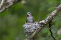 Annas hummingbird nest Royalty Free Stock Photo