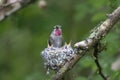 Annas hummingbird nest