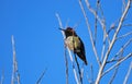 Annas Hummingbird at Newport backbay, California. Royalty Free Stock Photo