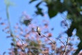 Annas Hummingbird perched in a tree 6 Royalty Free Stock Photo