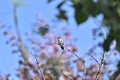 Annas Hummingbird perched in a tree 5 Royalty Free Stock Photo