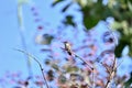 Annas Hummingbird perched in a tree 3 Royalty Free Stock Photo