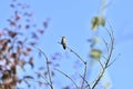 Annas Hummingbird perched in a tree 1 Royalty Free Stock Photo